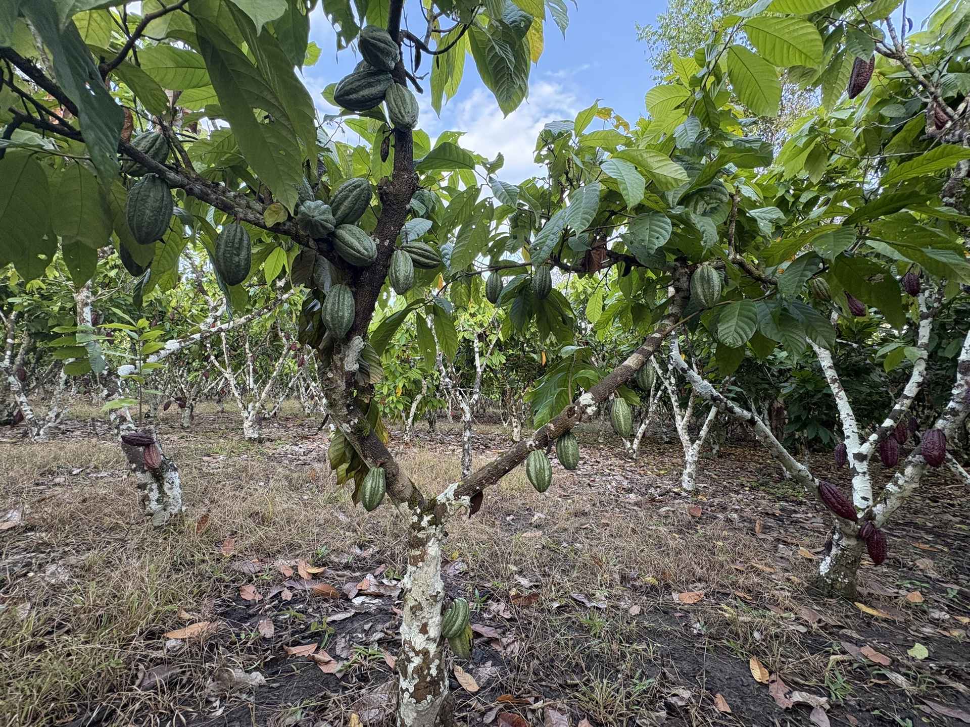 Plantación de cacao híbrido